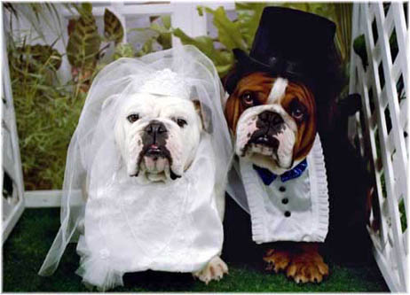 Bulldog-Wedding